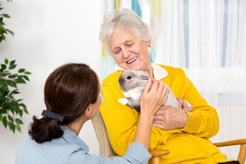 accueil d'un lapin domestique en maison de retraite