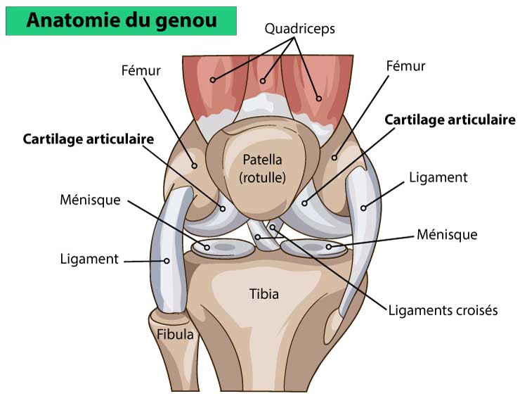 Chondropathie Sympt mes Causes Et Traitement Chondropathie Sympt mes Causes Et Traitement