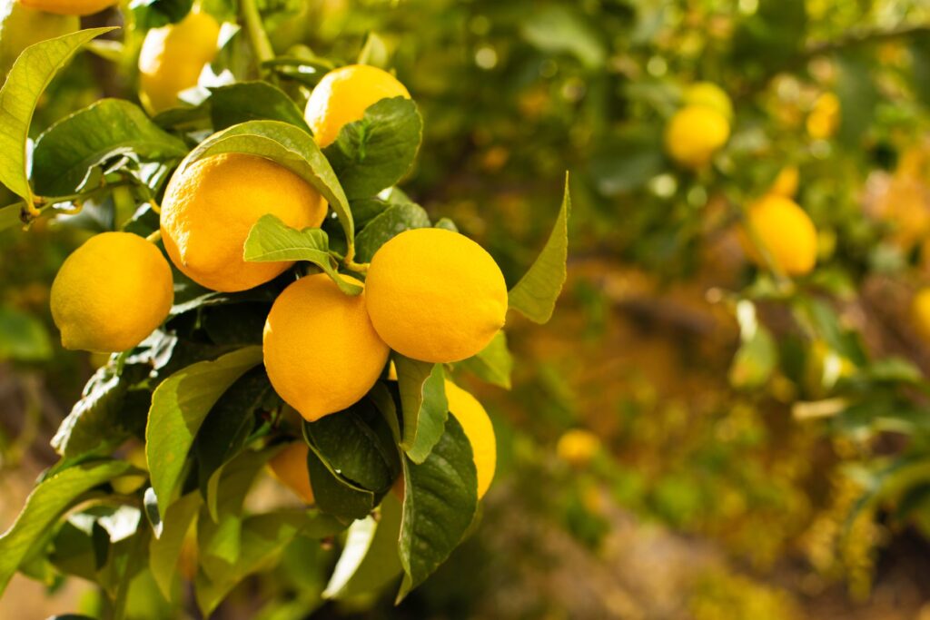 bienfaits nutritionnels du citron