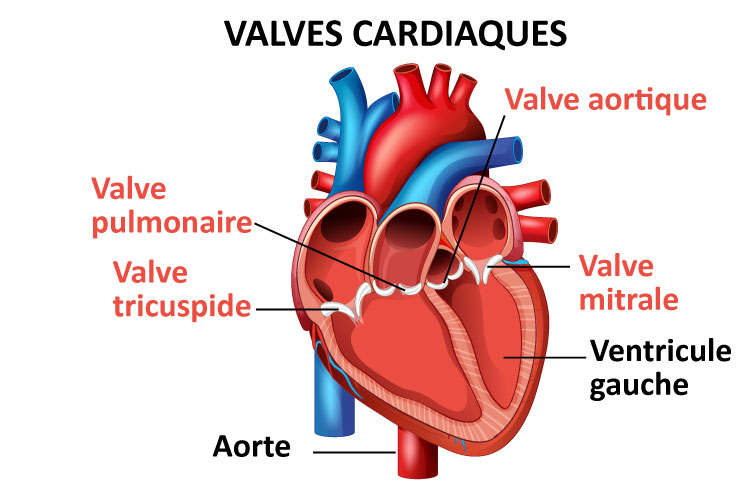 Schéma du coeur et des valves cardiaques, dont la valve aortique