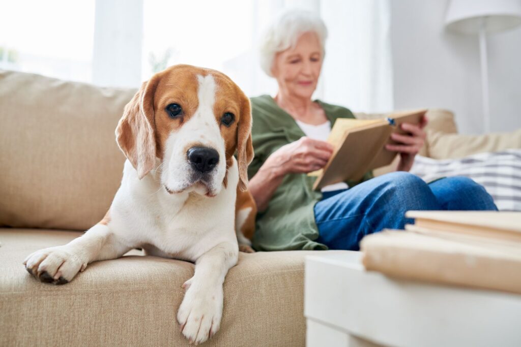accueil des animaux de compagnie en ehpad