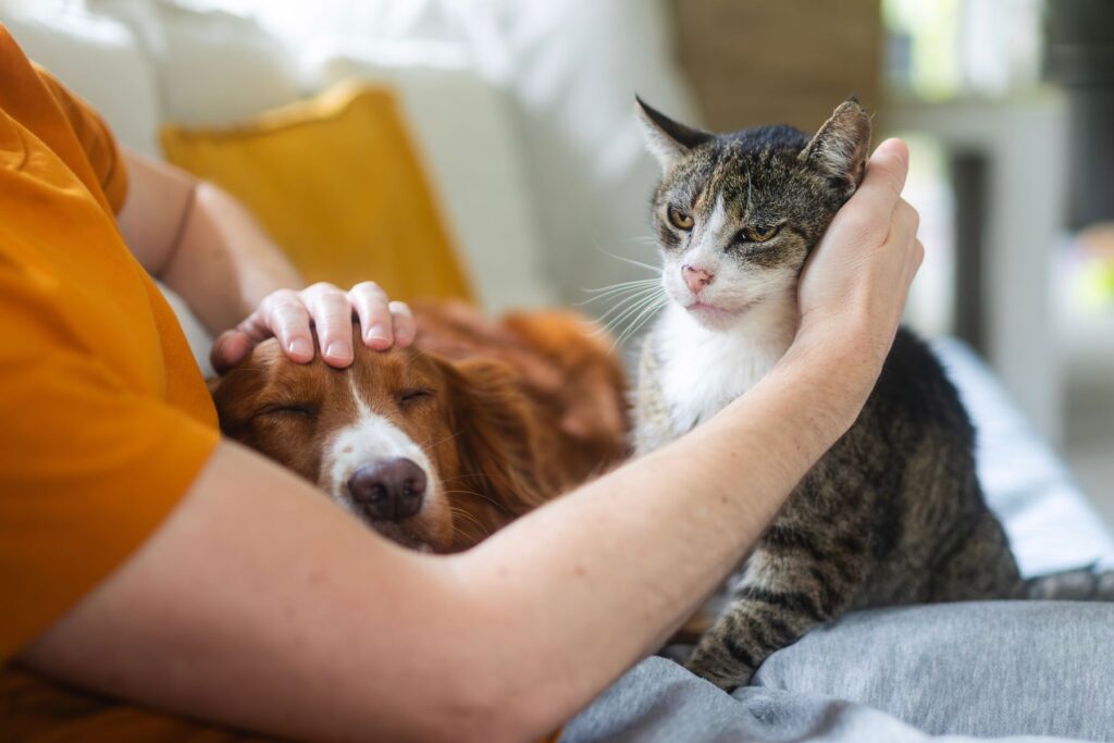 conditions d'accueil des animaux de compagnie en ehpad